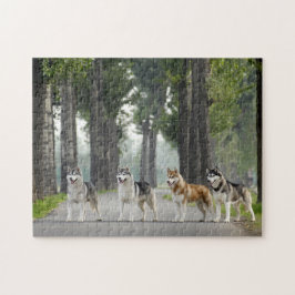 Schöne Husky Hunde auf einem Naturlehrpfad