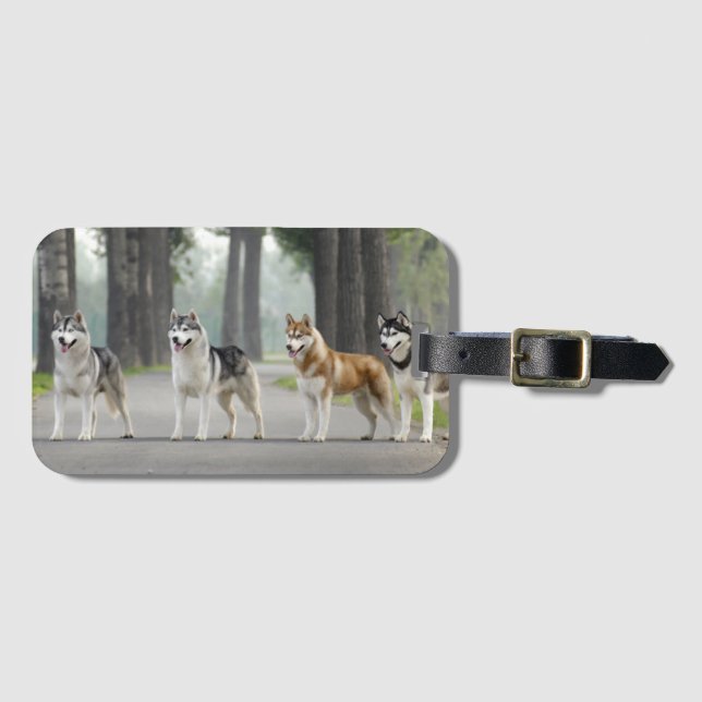 Schöne Husky-Hunde auf einem Naturlehrpfad Gepäckanhänger (Vorderseite (Horizontal))