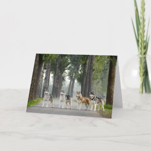 Schöne Husky-Hunde auf einem Naturlehrpfad Karte