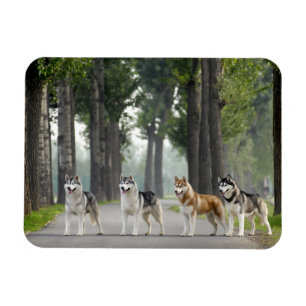 Schöne Husky Hunde auf einem Naturlehrpfad Magnet
