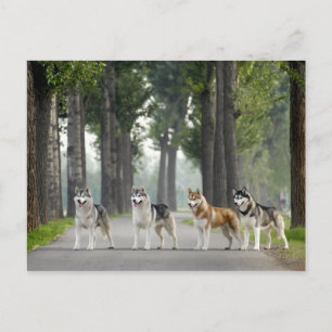Schöne Husky Hunde auf einem Naturlehrpfad Postkarte