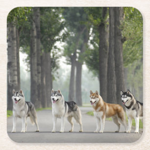 Schöne Husky-Hunde auf einem Naturlehrpfad Rechteckiger Pappuntersetzer