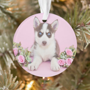 Schöne Husky-Welpe mit rosa Rosen Ornament