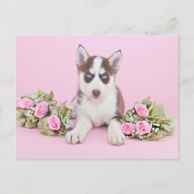 Schöne Husky-Welpe mit rosa Rosen Postkarte (Vorderseite)