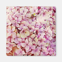 Schöne Hydrangea-Blume