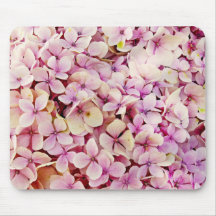 Schöne Hydrangea-Blume
