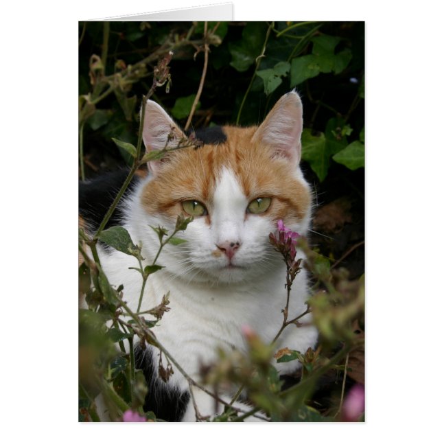 schöne Ingwer schwarz-weiße Katze im Garten (Vorne)