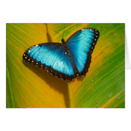 Schöne, iridescent Butterfly