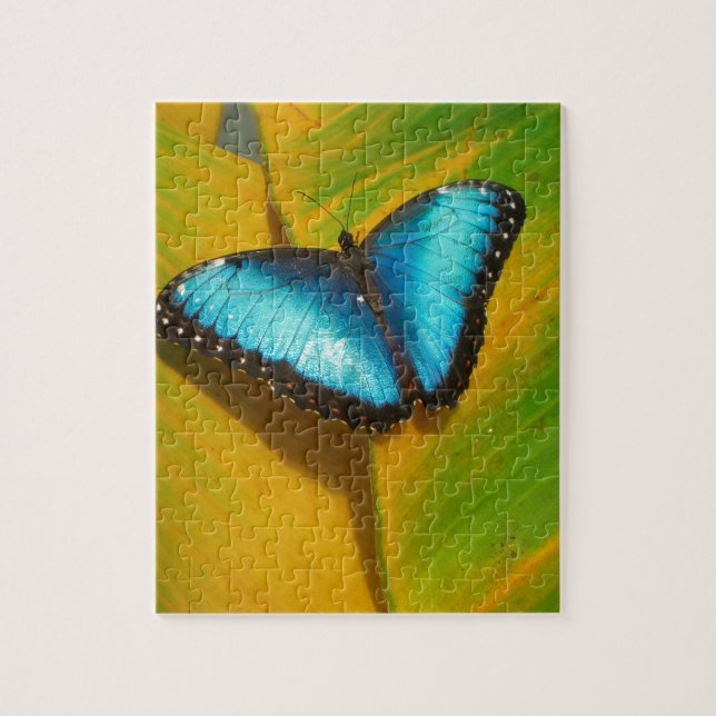 Schöne, iridescent Butterfly (Vertikal)