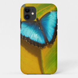 Schöne, iridescent Butterfly title_seo2
