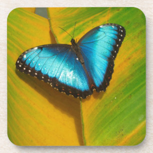 Schöne, iridescent Butterfly Getränkeuntersetzer