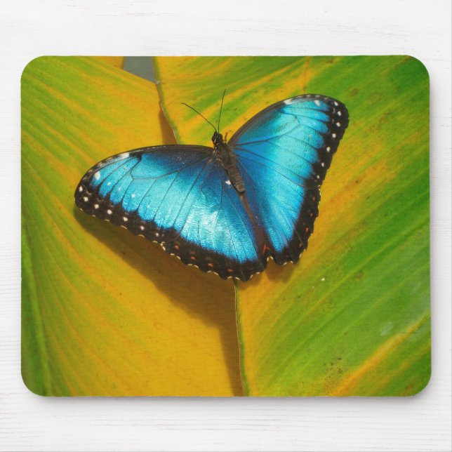 Schöne, iridescent Butterfly Mousepad (Vorne)