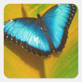 Schöne, iridescent Butterfly Quadratischer Aufkleber