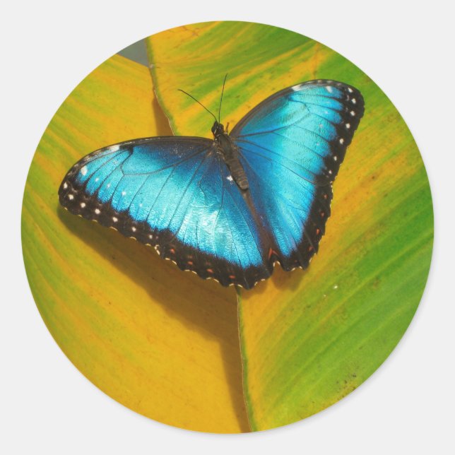 Schöne, iridescent Butterfly Runder Aufkleber (Vorderseite)