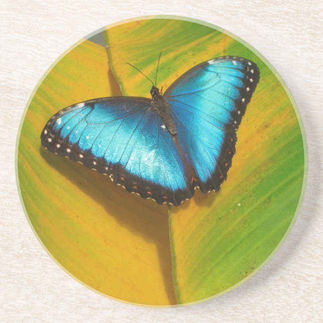 Schöne, iridescent Butterfly Sandstein Untersetzer (Vorne)