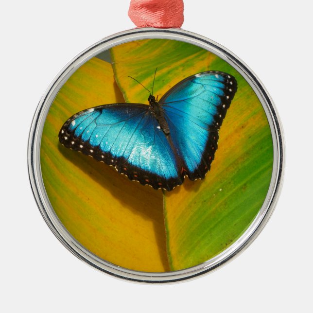 Schöne, iridescent Butterfly Silbernes Ornament (Vorne)