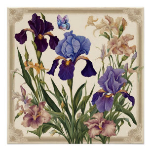 Schöne Iris Blume Blooms Poster