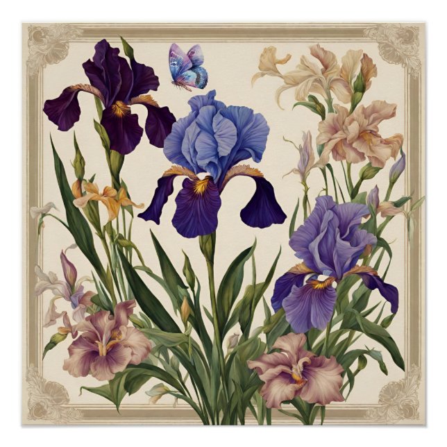 Schöne Iris Blume Blooms Poster (Vorderseite)