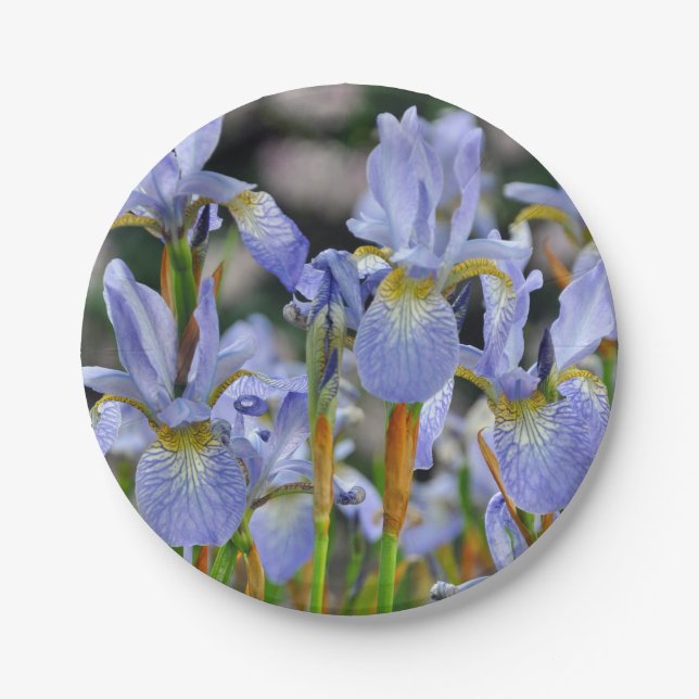 Schöne Iris-Blume Pappteller (Vorderseite)