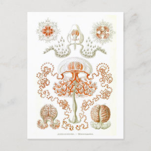 Schöne Jellyfish Postkarte