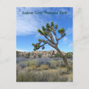 Schöne Joshua Tree Postcard! Postkarte