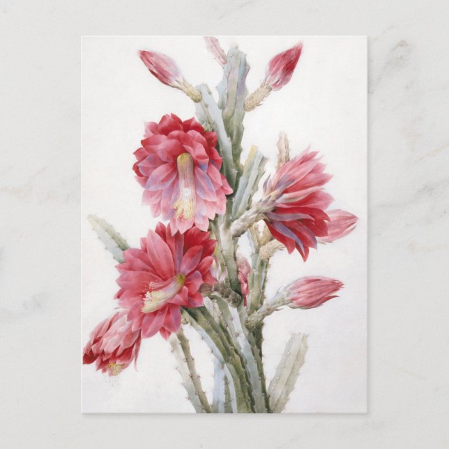 Schöne Kaktus-Blüten-Aquarell-Kunst Postkarte (Vorderseite)