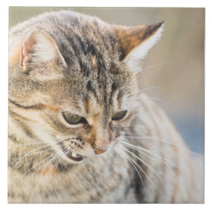 Schöne Katze Fliese