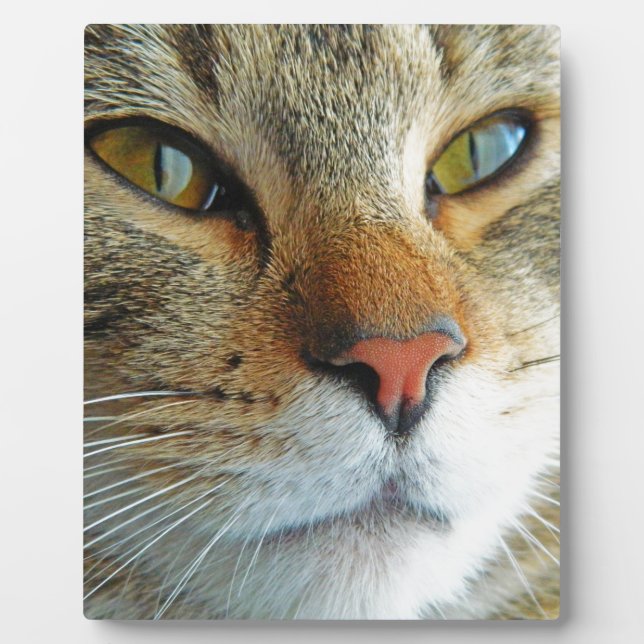 Schöne Katze Fotoplatte (Vorderseite)