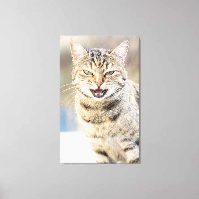 Schöne Katze Leinwanddruck (Vorderseite)
