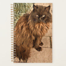 Schöne Katze