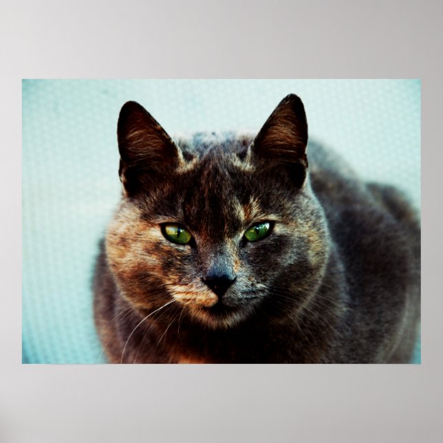 Schöne Katze Poster (Vorne)