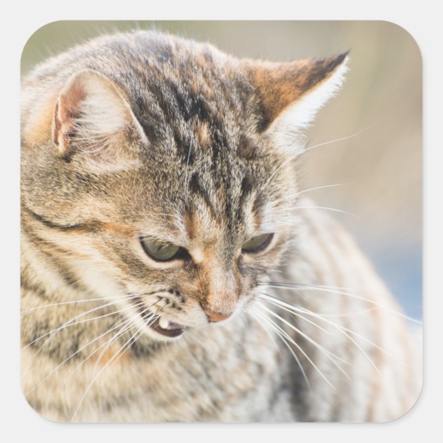 Schöne Katze Quadratischer Aufkleber (Vorderseite)