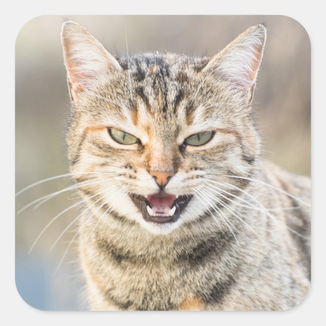 Schöne Katze Quadratischer Aufkleber (Vorderseite)