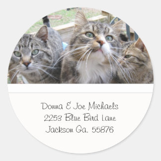Schöne Katzen adressieren Labels Runder Aufkleber