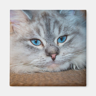 Schöne katzenblaue Augen Magnet