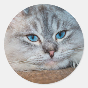 Schöne katzenblaue Augen Runder Aufkleber