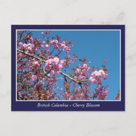 schöne Kirschblüte Postkarte