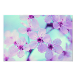 Schöne Kirschblüten auf dem Zweig in voller Blüte Fotodruck