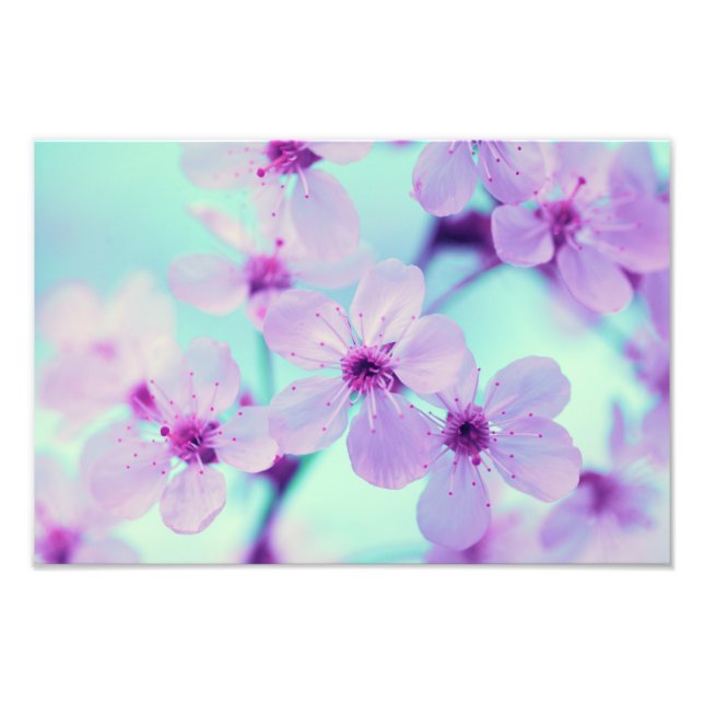 Schöne Kirschblüten auf dem Zweig in voller Blüte Fotodruck (Vorne)