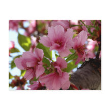 Schöne Kirschblüten Foto Postkarte