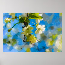 Schöne Kirschblüten