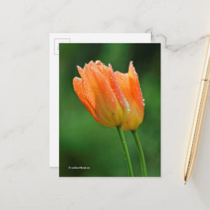 Schöne, kissed Pastel Orange Tulips Postkarte