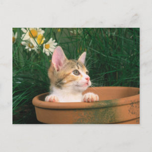 Schöne Kitten 54 Postkarte