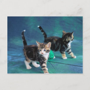 Schöne Kitten 61 Postkarte