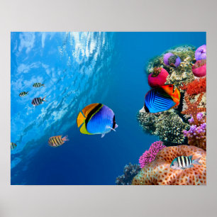 Schöne Korallen-Unterwasserposter / Wandkunst Poster