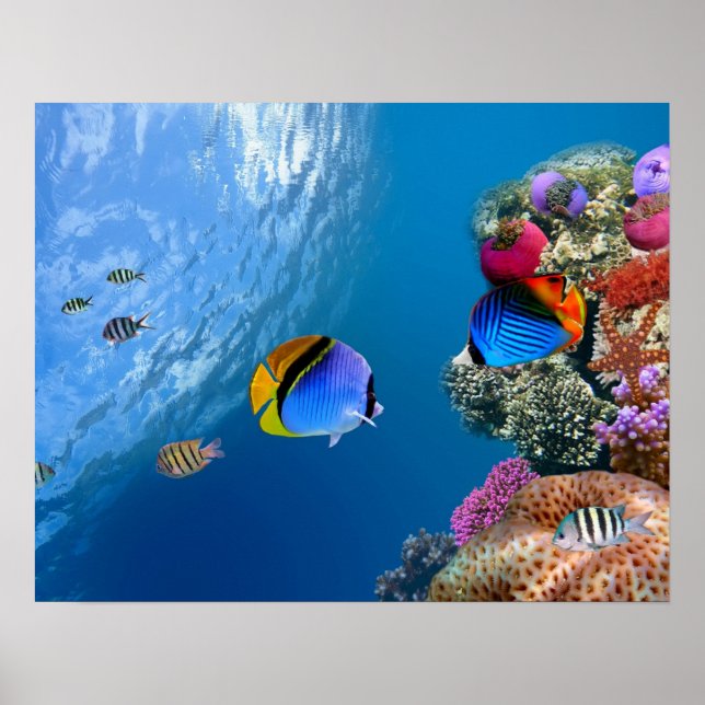 Schöne Korallen-Unterwasserposter / Wandkunst Poster (Vorne)