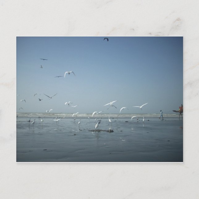Schöne Krane, die über das Ballett der Natur flieg Postkarte (Vorderseite)