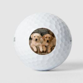 Schöne Labrador Puppys Golfball