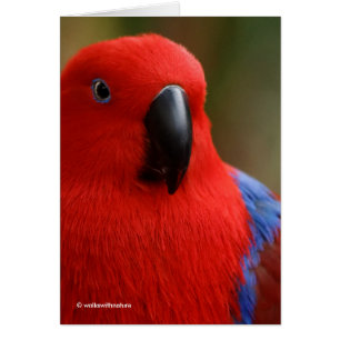 Schöne "Lady in Red" Eclectus Parrot