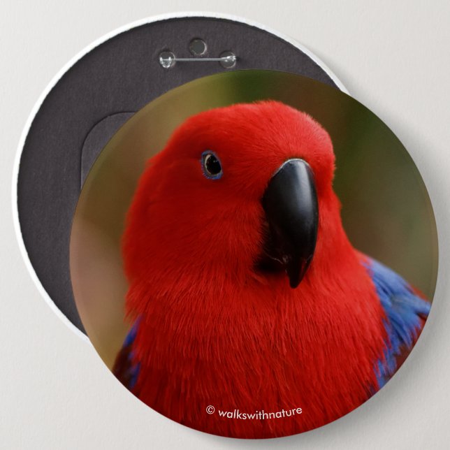 Schöne "Lady in Red" Eclectus Parrot Button (Vorne & Hinten)